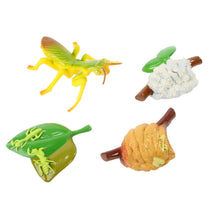 PRAYING MANTIS LIFE CYCLE STAGES
