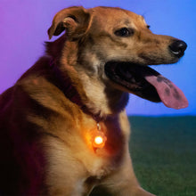 Pup Brightz