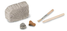 Fossil Dig